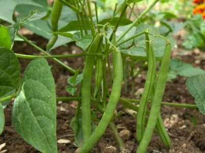 French-Beans-Cultivation-552x330